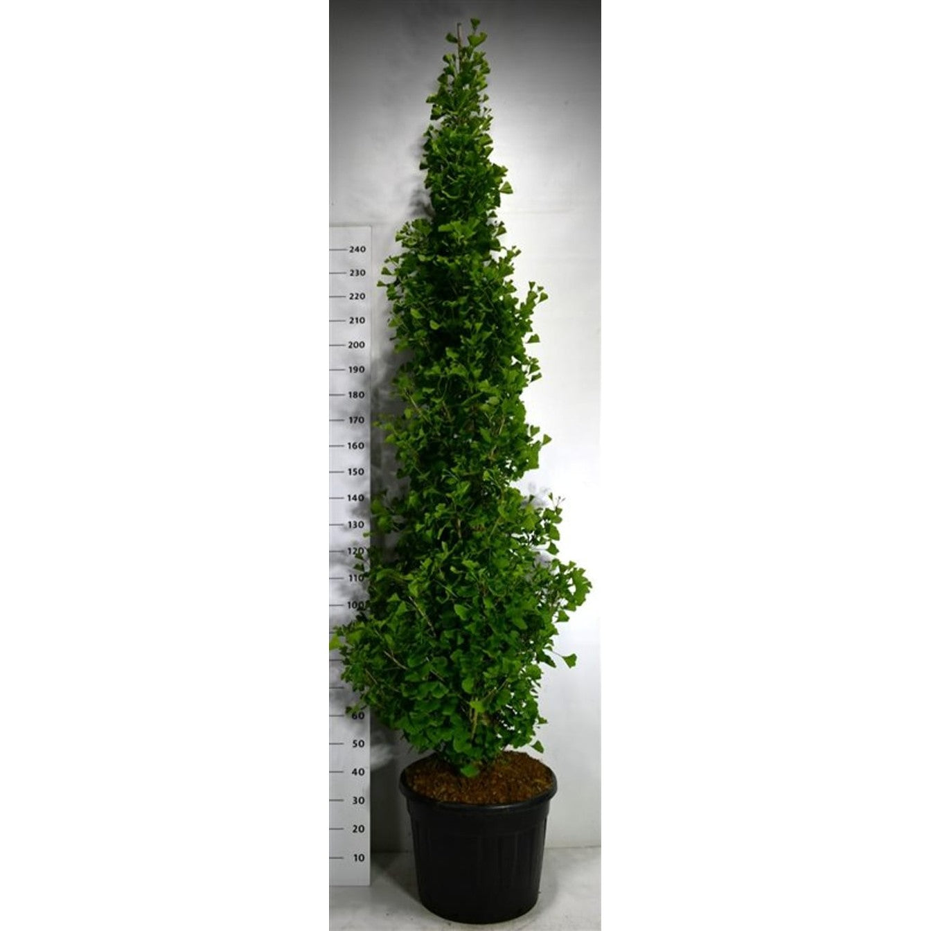 Tempelträd – Ginkgo biloba 'Fastigiata Blagon' - C70 200-250 cm.